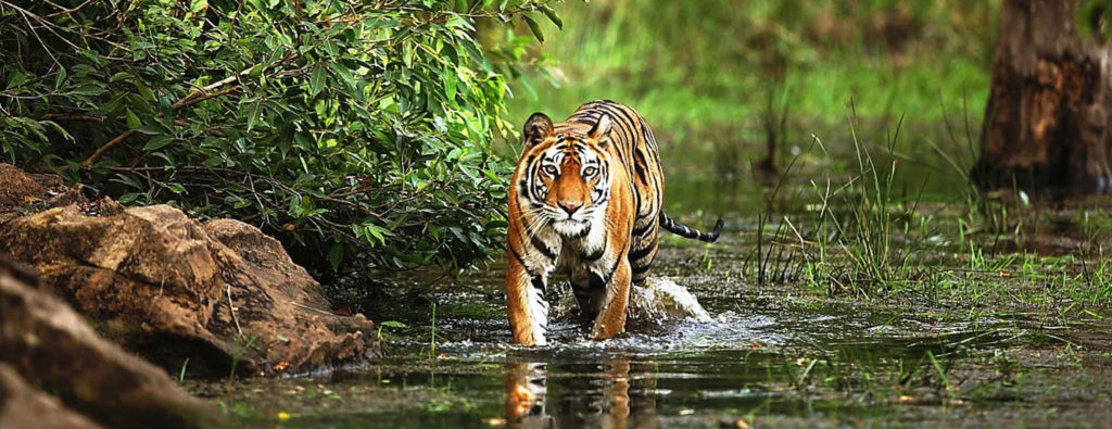 UMARIA BANDHAVGARH NATIONAL PARK – Global Travellers Guild